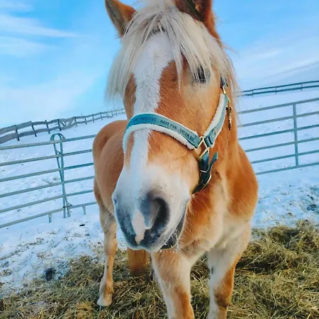 Kowalowe Wzgorze Alloggio per agriturismo Polanica-Zdrój