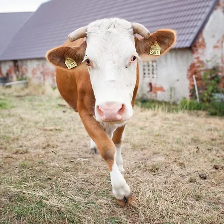 Alloggio per agriturismo Kowalowe Wzgorze Polanica-Zdrój