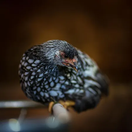 Farmház Kowalowe Wzgorze *