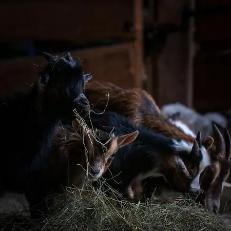 Kowalowe Wzgorze Farmház Polanica-Zdrój