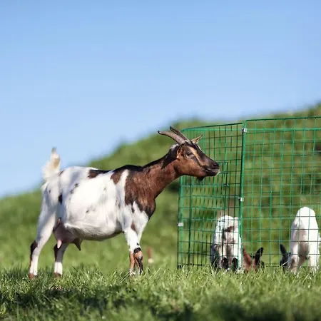 Alloggio per agriturismo Kowalowe Wzgorze