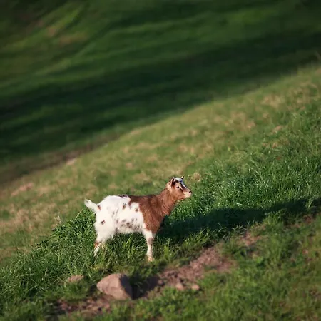 Kowalowe Wzgórze Alojamento de Turismo Rural *