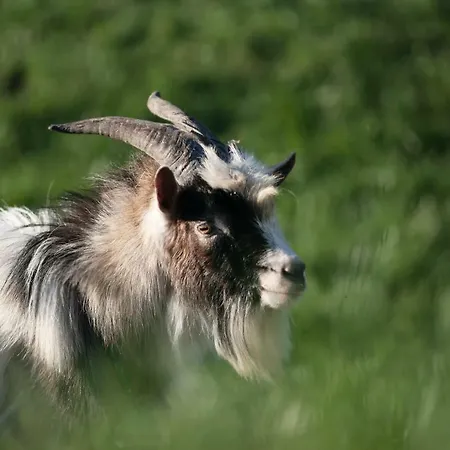 Alloggio per agriturismo Kowalowe Wzgorze