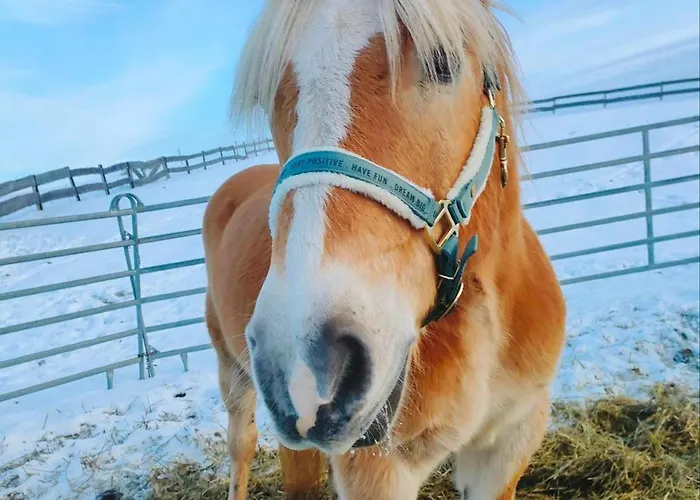Kowalowe Wzgorze Bauernhof Bad Altheide