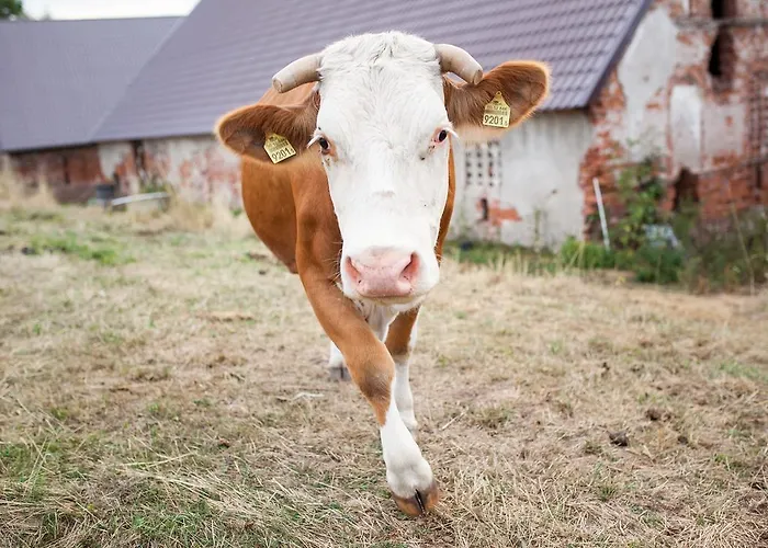 مزرعة للإقامة Kowalowe Wzgorze بولانيكا- زدروي
