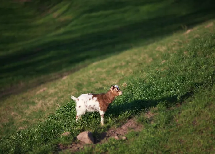 Kowalowe Wzgorze مزرعة للإقامة *