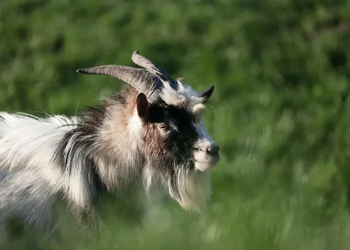 Bauernhof Kowalowe Wzgorze